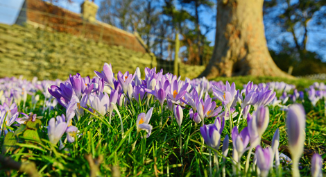  An up close image of some crocuses in a field. In the distance you can see a tree and a wall.